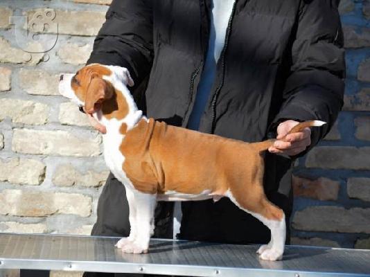 Κουτάβια American Staffordshire Terrier